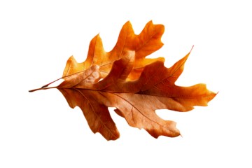 Close up of orange oak leaves on a white background
