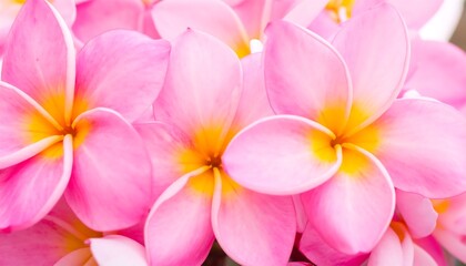Fototapeta premium Close-up of Pink Plumeria Flowers