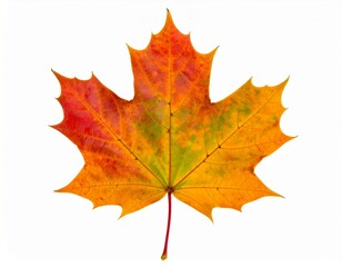 Fototapeta premium Realistic Maple Leaf in Autumn Colors, Orange and Red Gradient, Isolated on White