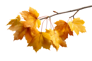 Cluster of golden maple leaves on a branch in autumn