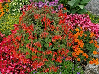 Magnificent colorful summer flower bed.
Red Fuchsia combined with pink Ice Begonia, orange Tagetes and  purple Spider flower Cleome