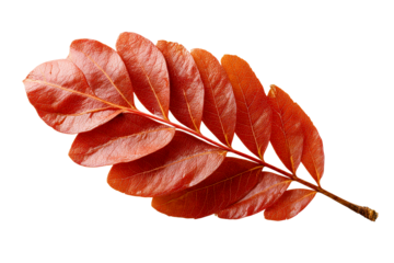 Colorful autumn leaf in vibrant red hues