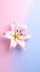 Pastel background with elegant white lily flower
