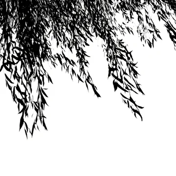gobo texture shadows willow drooping leaves pattern seamless high contrast