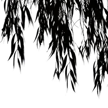 gobo texture shadows willow tree branches with drooping leaves contrast