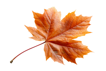 Single Ornate Orange Maple Leaf with Red Stem on White Background