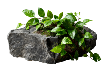 Green vine plant growing on dark textured rock with moss