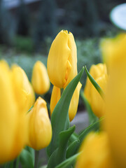 Naklejka premium Close up yellow tulip in the garden