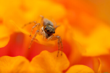 Close-up photo of a spider. Jumping spider. Natural background.