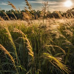 wheat field in the wind