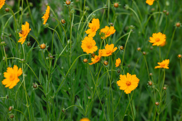 Bright yellow wildflowers blooming in a lush green garden during springtime