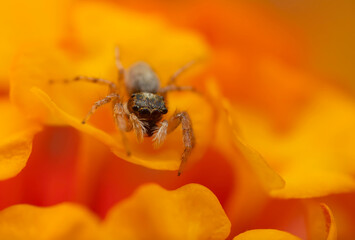 Close-up photo of a spider. Jumping spider. Natural background.