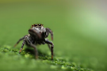 Close-up photo of a spider. Jumping spider. Natural background.