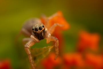 Close-up photo of a spider. Jumping spider. Natural background.