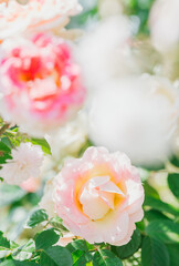 Beautiful garden blooms showcasing delicate pink and white roses in the sunlight