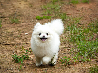 white pomeranian dog