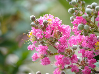 close-up of Crape Myrtle 