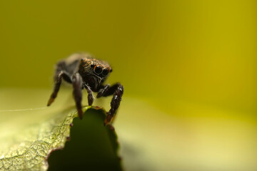 Close-up photo of a spider. Jumping spider. Natural background.