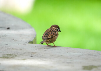 sparrow is drinking water