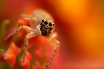 Close-up photo of a spider. Jumping spider. Natural background.