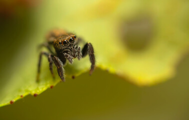 Close-up photo of a spider. Jumping spider. Natural background.