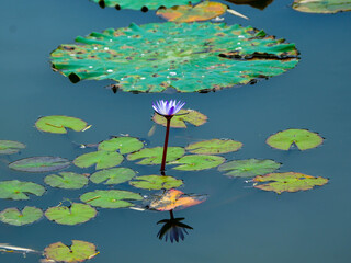water lily in the pond