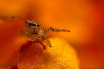 Close-up photo of a spider. Jumping spider. Natural background.