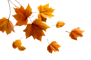 Vibrant autumn leaves falling from branches