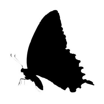 gobo texture shadows delicate butterfly wings in high contrast monochrome