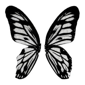 gobo texture shadows butterfly wing silhouette with bold vein details