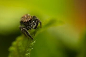 Close-up photo of a spider. Jumping spider. Natural background.