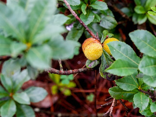 Chinese bayberry on a tree