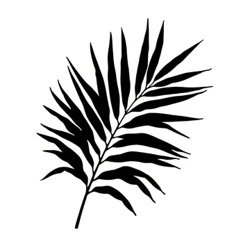 gobo texture shadows tropical palm fronds in high contrast black and white
