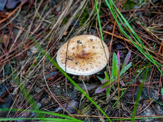 mushroom in the forest
