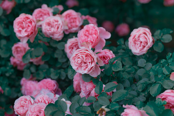 Blooming pink roses fill the garden with color and fragrance in spring season