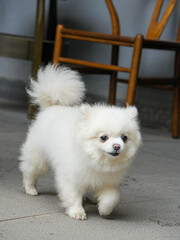 white pomeranian dog