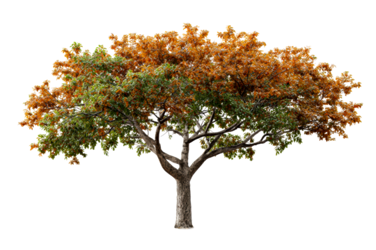 Colorful tree displaying seasonal hues