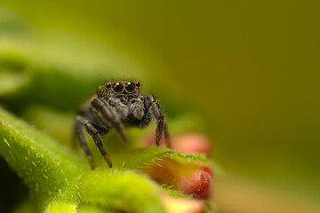 Close-up photo of a spider. Jumping spider. Natural background.