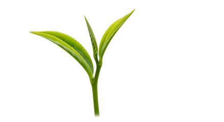 Fresh green tea leaves isolated on white background