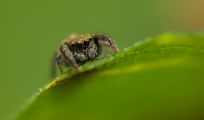 Close-up photo of a spider. Jumping spider. Natural background.