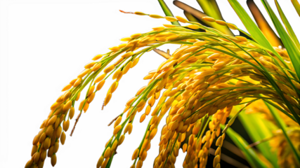 Close up of ripe golden rice paddy ready for harvest season On Transparent Background 