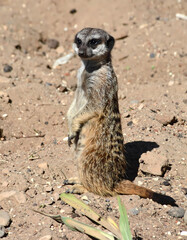 Meerkat standing on sandy ground