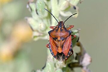 Carpocoris mediterraneus mediterraneus, the Red shield bug, is a species of shield bug in the Pentatomidae family, Greece