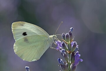 Small White (Pieris rapae), Greece