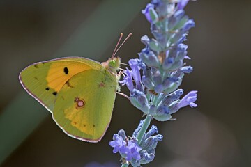 Clouded Yellow - Colias croceus, Greece