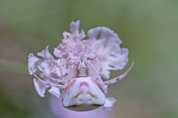A Crab spider (Thomisus onustus),  Greece