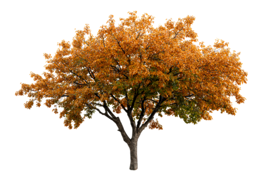Deciduous Tree With Orange and Green Leaves in Autumn