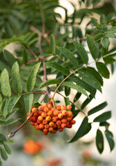 orange mountain ash on a tree branch, inedible berries, beauty of nature