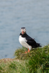 Colorful puffin perched on grassy cliff near the vibrant ocean in Icelands coastal landscape