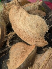 Coconut fruit The husk has a fibrous texture and is light brown in color. Some coconuts still have a little green skin on the bottom.